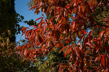 Sour tree (Oxydendrum arboreum) with red leaves and yellow seeds against a blue sky. Close-up. Beautiful rare plant of heather family. City Park Krasnodar or Galitsky Park. Sunny autumn day 2020.