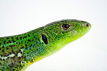 European Green Lizard // Östliche Smaragdeidechse  (Lacerta viridis meridionalis)