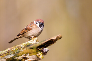 Ringmus, Eurasian Tree Sparrow, Passer montanus