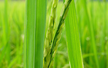 Fototapeta na wymiar Selective focus on leaf the ear of rice green field organic food in the farm Countryside of Thailand
