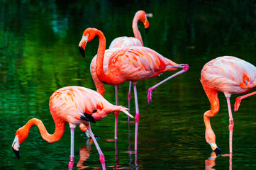 Close view of American Flamingos in a zoo in the Parc de la Ciutadella in Barcelona