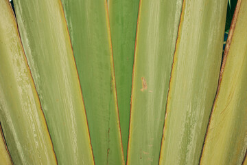 The texture of palm green leaves. Background. Smooth lines. Clear outlines.
