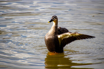 池で羽ばたくカルガモ