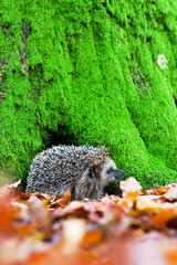 West Europese egel, West European Hedgehog, Erinaceus europaeus