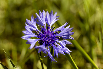 Blue flowers cornflowers in the garden. Cornflower in the flowerbed. Summer wildflower.