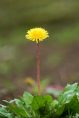 シンプルに一輪のタンポポの花