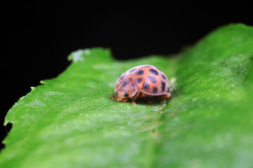 ladybugs on green leaves, North China