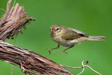 Fitis, Willow Warbler; Phylloscopus trochilus