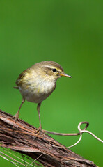 Fitis, Willow Warbler; Phylloscopus trochilus