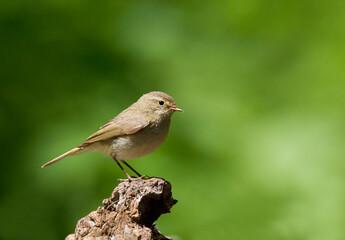 Willow Warbler, Fitis, Phylloscopus trochilus