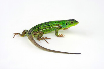 European Green Lizard // Östliche Smaragdeidechse  (Lacerta viridis meridionalis)