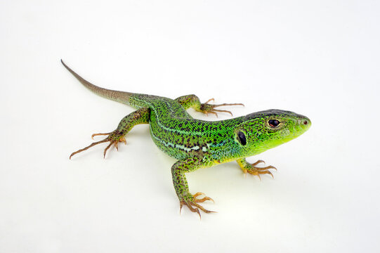 European Green Lizard // &Ouml;stliche Smaragdeidechse  (Lacerta viridis meridionalis)