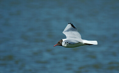 Birds in Holland