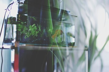 水槽の金魚と植物のイメージ