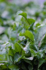 Beet leaves growing in a garden