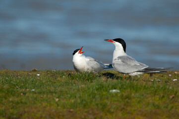 Visdief, Common Tern, Sterna hirundo