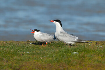 Visdief, Common Tern, Sterna hirundo