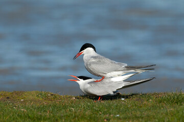 Visdief, Common Tern, Sterna hirundo