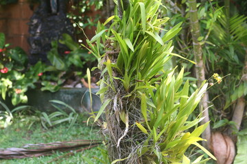 orchid tree close picture on garden. free nice view . 
