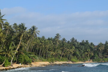 beach with palm forest in Sri Lanka