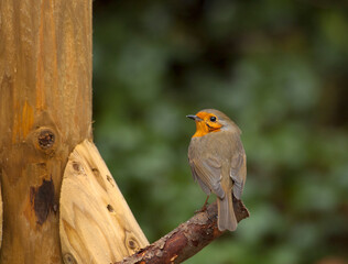 Roodborst, European Robin, Erithacus rubecula