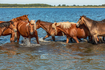 a herd of horses walks along the lake during a hot summer day