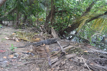 lizard in the jungle