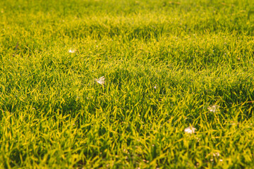 fresh green grass in the sun rays in spring