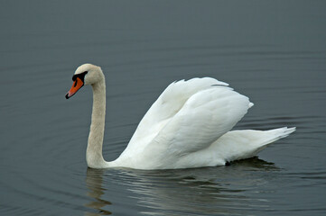 Knobbelzwaan, Mute Swan, Cygnus olor