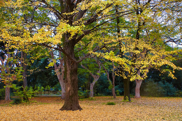 東京小石川植物園の銀杏の紅葉