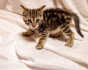 
frightened cat