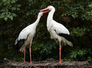 Ooievaar; White Stork; Ciconia ciconia