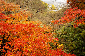 長野県伊那公園の紅葉