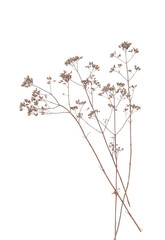 Dry field flowers isolated on white background. Dry wild meadow grasses or herbs.