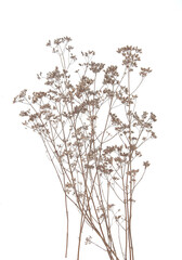 Fototapeta na wymiar Dry field flowers isolated on white background. Dry wild meadow grasses or herbs.