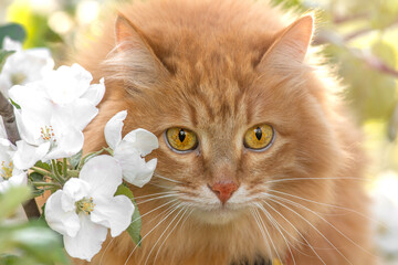 portrait orange fur cat, yellow eyes and apple tree white flower background