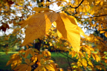 Red buckeye tree (Aesculus pavia Koehnei) with yellow leaves in October