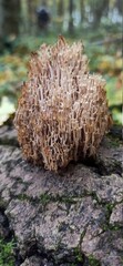 mushrooms on a tree
