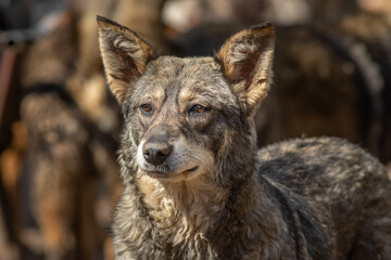 Naklejka premium closeup portrait sad homeless abandoned brown dog outdoor