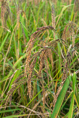 Closed-up Rice berry in the rice field in Thailand.