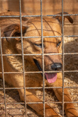 closeup portrait sad dog puppy locked in the metal cage. homeless dog concept