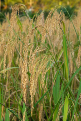 close up of yellow green rice field in Thailand.