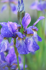 Flower Iris