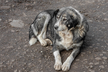 Naklejka na ściany i meble closeup portrait sad homeless abandoned colored dog outdoor