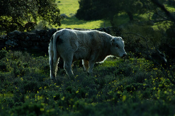 Obraz premium field cow