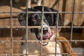 closeup portrait sad dog puppy locked in the metal cage. homeless dog concept