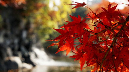 埼玉県上尾市丸山公園の紅葉と滝