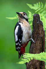 Grote Bonte Specht; Great Spotted Woodpecker; Dendrocopos major