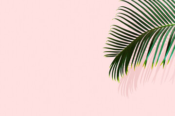 Green leaves of palm tree with shadow on pink pastel background