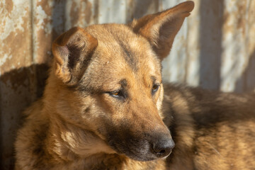 closeup portrait sad homeless abandoned brown dog outdoor